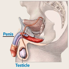 testicule2