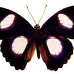 papillon