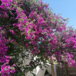 le-clos-des-oliviers-gay-9